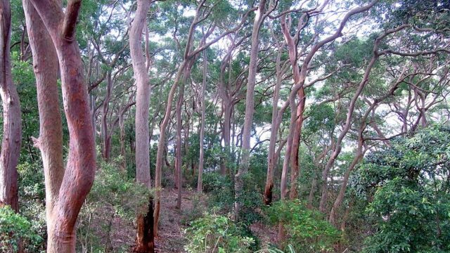 Balls Head Reserve