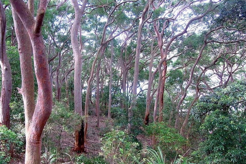 Balls Head Reserve