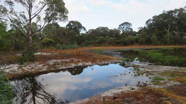 Blue Gum Reserve