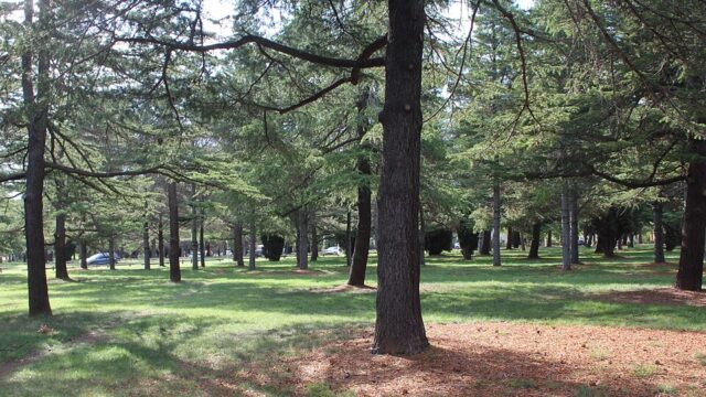 Haig Park