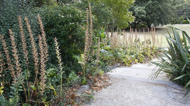 Hedgeley Dene Gardens