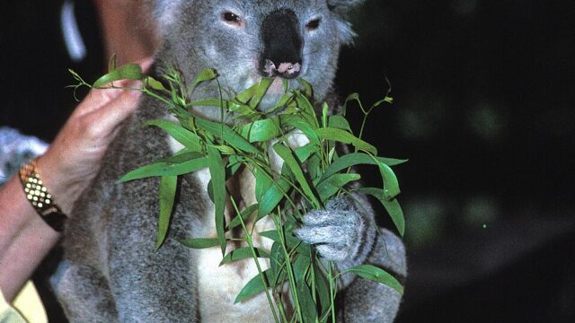 Koala Park