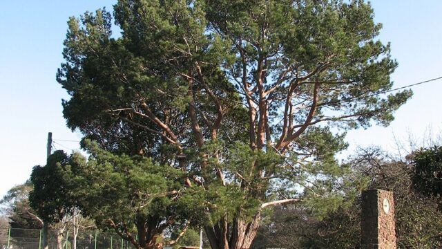 Wattle Park