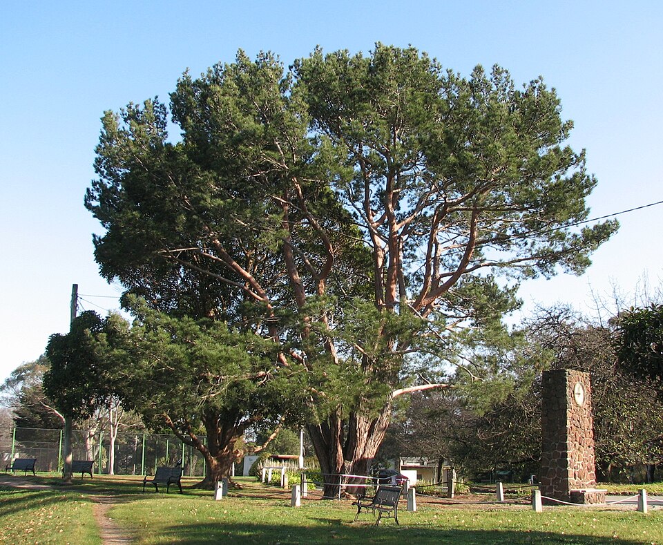 Wattle Park