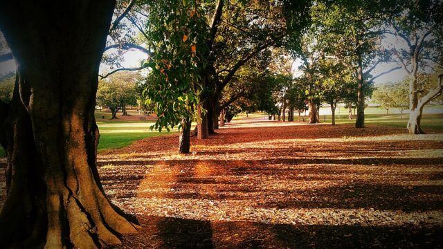 Musgrave Park