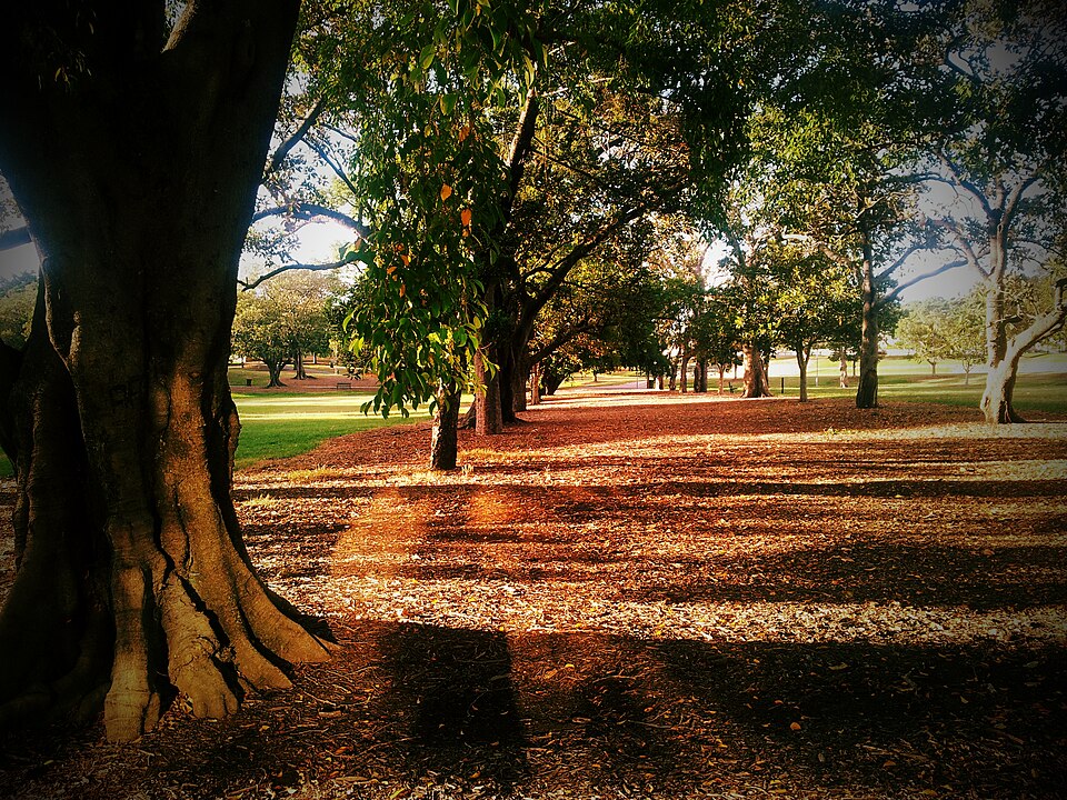 Musgrave Park