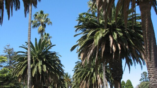 St Kilda Botanic Gardens