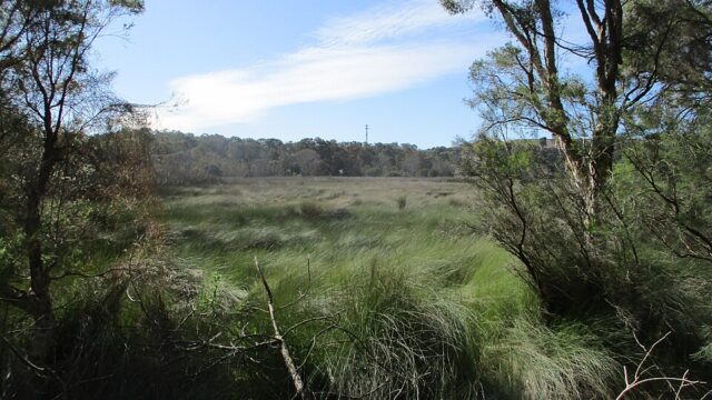 Tamworth Hill Swamp