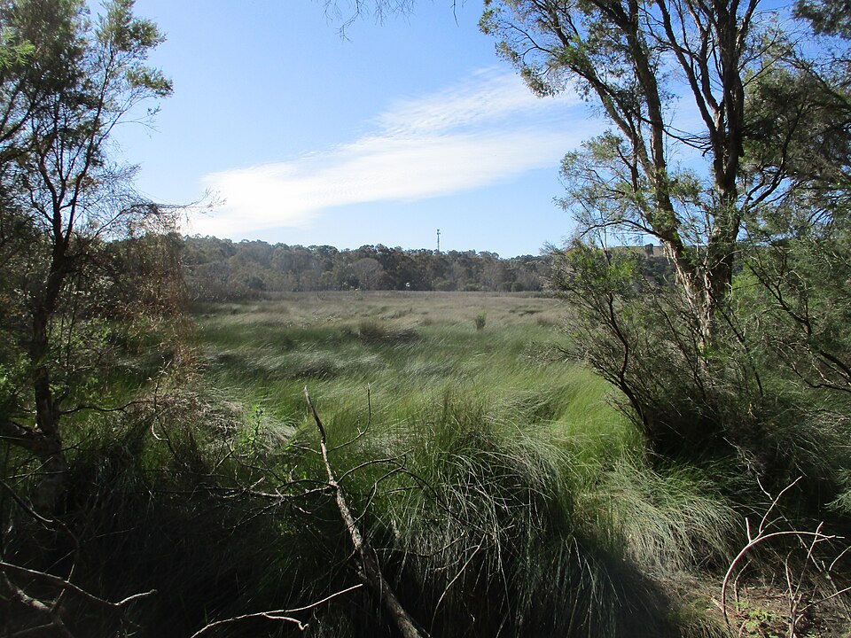 Tamworth Hill Swamp