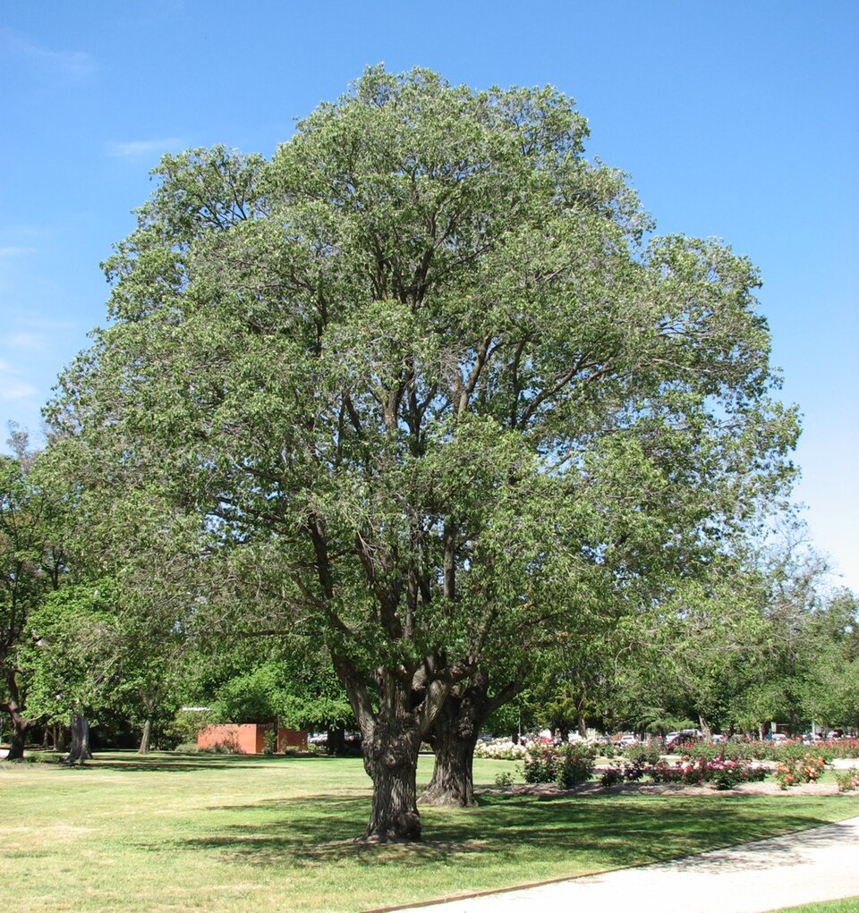 Benalla Botanical Gardens
