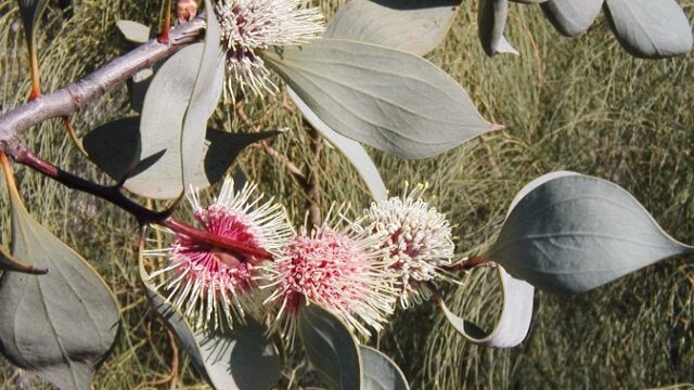 Keilor Park Recreational Reserve and Botanic Gardens