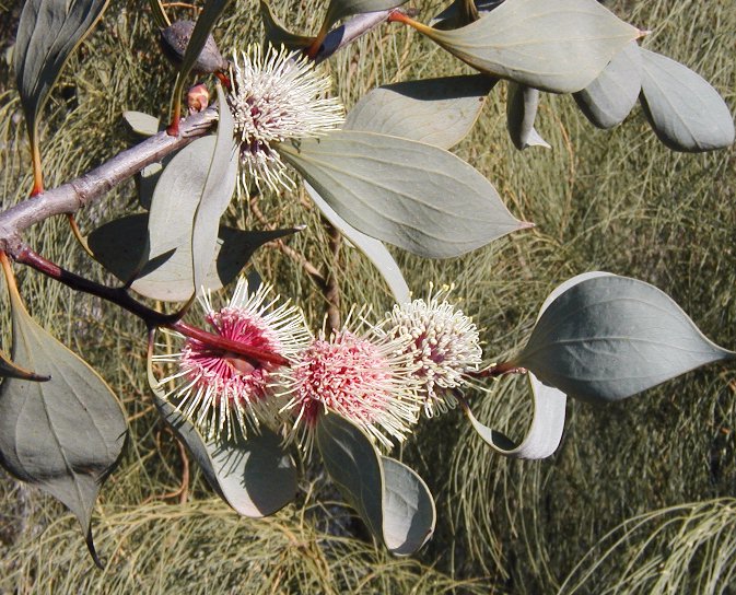 Keilor Park Recreational Reserve and Botanic Gardens